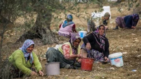 Zeytin Hasadının Yüzde 60'ını Kadınlar Yapıyor
