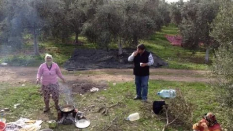 Tarlada Gözlemeli Zeytin Yağı Testi