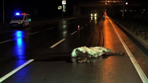 Tir'ın Çarptığı At Yol Ortasında Telef Oldu