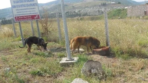 Körfez Belediyesi Sokak Hayvanlarına Sahip Çıkıyor