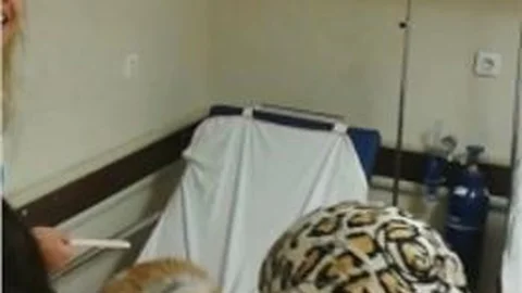 (özel Haber) Acil Servis Muayene Sedyesinde 'kedi' Tartışması