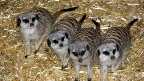 (özel Haber) Çocuklar Çizgi Film Kahramanlarını Görmek İçin Hayvanat Bahçesine Akın Ediyor