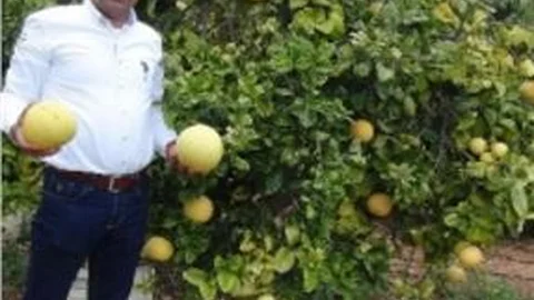 Silifke'de Ağaç Kavunu Hasadı Başladı