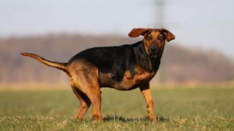 Seferihisar'dan Sokak Hayvanları İçin Türkiye'de Bir İlk