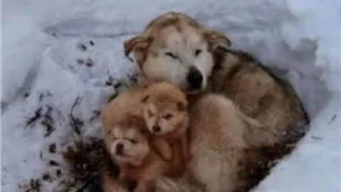 Her Şey Sokak Hayvanları İçin!