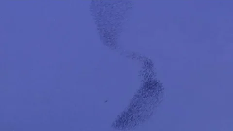 Sığırcıkların Dansı Ve Yırtıcı Kuş Saldırısı