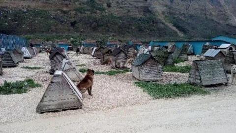 Minik Hayvanseverler Kış Gününde Hayvanları Unutmadı