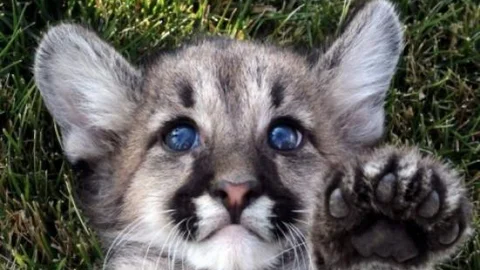 Yavru Puma'ya Anket İle İsim Koyulacak