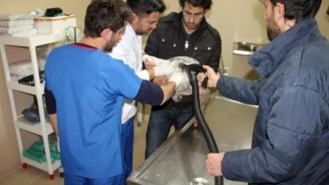 Yaralı Bulunan Kaz Tedavi Ettirildi