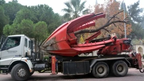 Şehzadeler Belediyesi Ihlamur Ağacını Kesmek Yerine Taşıdı
