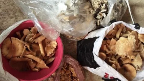 Bartın'da Mantar Denetimi Yapıldı