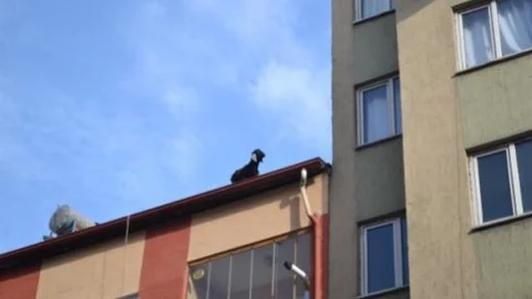 Çatıya Çıkan Keçiyi İtfaiye Kurtardı
