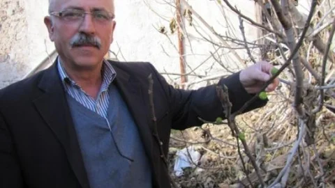 İncir Ağacında Kış Meyvesi