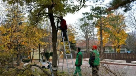 Ağaçlarda Budama Çalışmalarına Başlandı