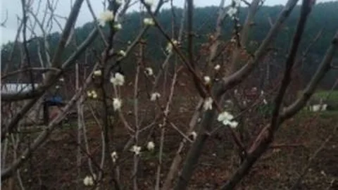 Bozüyük'te Erik Ağaçları Çiçek Açtı