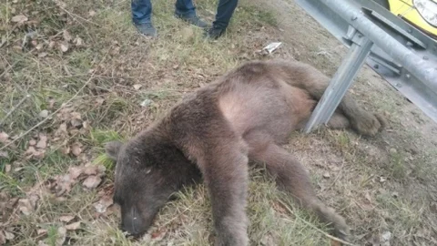 Artvin'de Ayı Yol Kenarında Ölü Bulundu