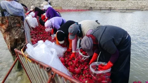(Özel Haber) 'kırmızı Altın' Turp Sezonu Başladı
