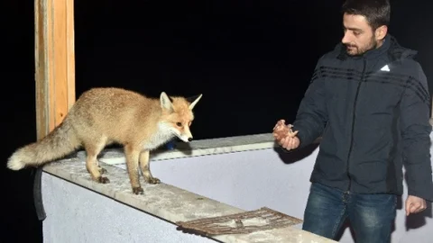 Tilkiden Dost Olur'muş