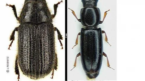 Böceğe Karşı Böcekli Mücadele