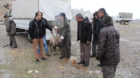 Çemişgezek'te Tedavisi Tamamlanan Dağ Keçisi Özgürlüğüne Kavuştu