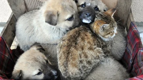 Olumsuz Hava Şartları Hayvanları Da Etkiliyor