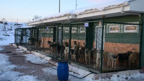 Sokak Hayvanlarına Belediye Şefkati