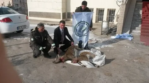 Yaban Keçisi Avcılarına 24 Bin Tl. Tazminat Cezası