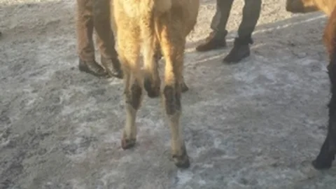 Büyükbaş Hayvan Hırsızları Suçüstü Yakalandı