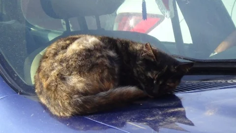 Soğukluk Sokak Kedilerini Araç Kaputuna Sığındırdı