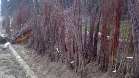 Iğdır'da Fidan Satış Yeri Belirlendi