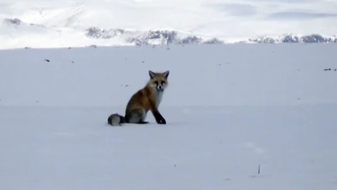 Tilkilerin Av Mesaisi