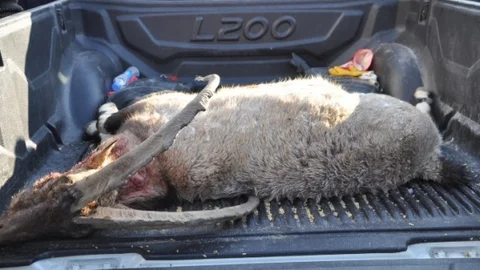 Kaçak Avcılar Nesli Tükenen Dağ Keçisini Vurdu