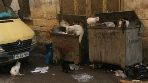 Sokak Kedilerinin Yemek Mücadelesi