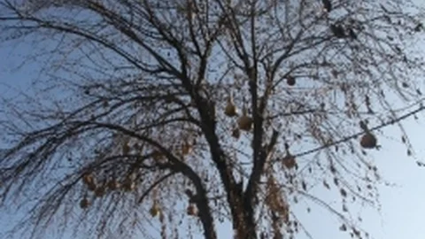 Kilis'teki Kabak Ağacı Görenleri Şaşırtıyor