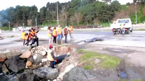 Ölü Yunus Balığını Denizden Halatla Çekerek Çıkardılar