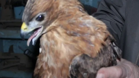 Yaralı Kızıl Şahin'e Köylüler Sahip Çıktı