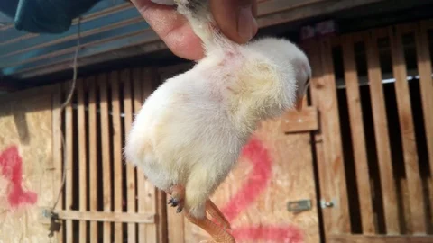 (Özel Haber) 3 Ayaklı Civciv Görenleri Şaşırttı