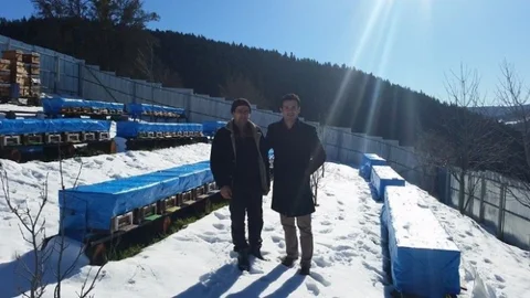 Küre Arısı İçin Büyük Atılım