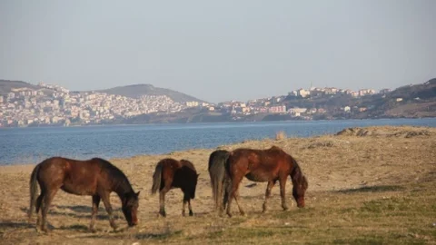 Sinop Sahilinde Keyif Süren “Yılkı” Atları