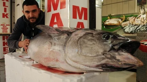 Sardalyaya Niyet Orkinosa Kısmet