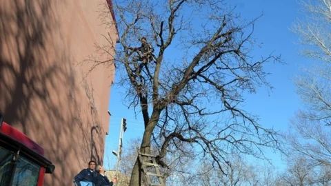 İki Gündür Ağaçta Mahsur Kalan Kedi Kurtarıldı