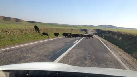 Samsat Karayolunda Domuz Sürüsü Görüldü