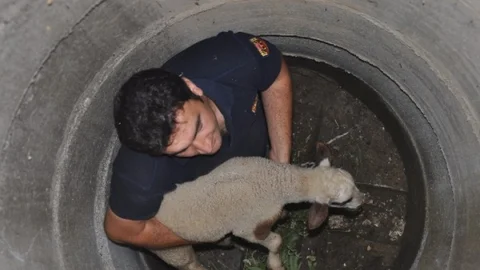 Düzce İtfaiyesi 2014 Yılında 29 Hayvan Kurtardı