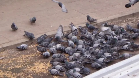 Duyarlı Vatandaşlar Kuşlara Yem Verdi