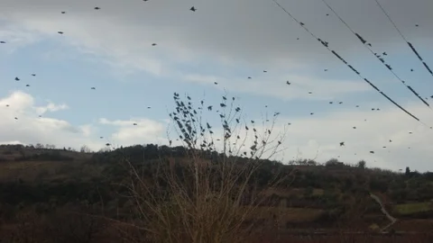 Sığırcıklar Meyve Bahçelerini İstila Etti