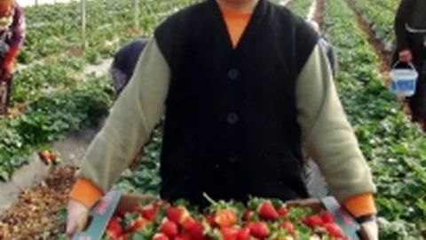 (Özel Haber) Silifkeli Çilek Üreticileri Tarlada El Açıp Rusya İçin Dua Ettiler