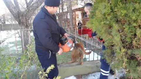 Demir Korkuluklara Sıkışan Köpeği İtfaiye Ekipleri Kurtardı