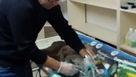 Yaralı Karaca Yavrusu Tedavi Edildi