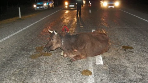 Yola Çıkan Büyükbaş Hayvan Zincirleme Kazaya Neden Oldu