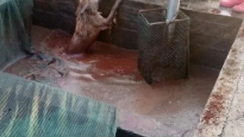 Atık Havuzuna DÜşen Köpeği İtfaiye Kurtardı